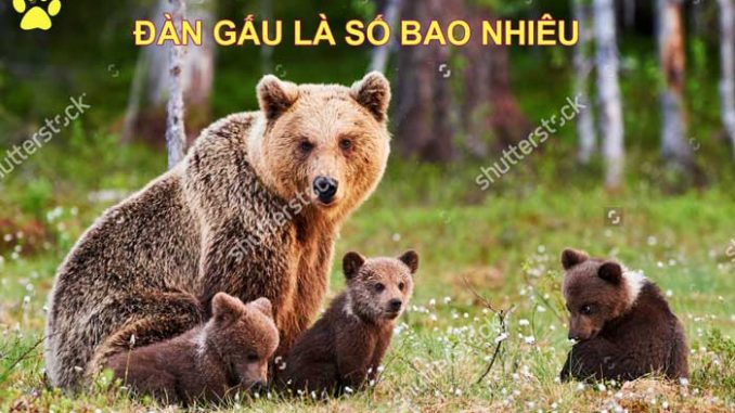 Mơ thấy đàn gấu luận số mấy?