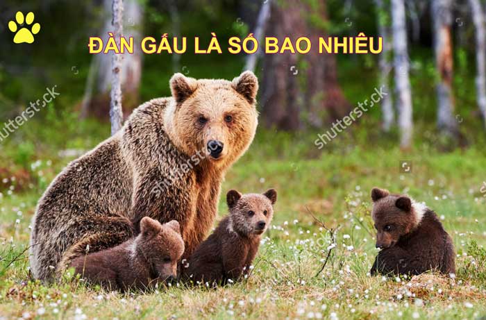 Mơ thấy đàn gấu luận số mấy?