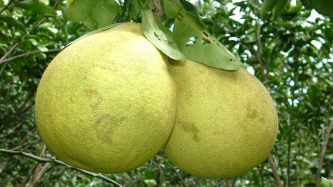 mơ thấy quả bưởi